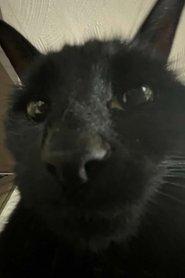 Bagherra The Cat