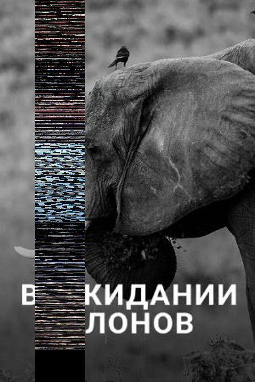 En attendant les éléphants
