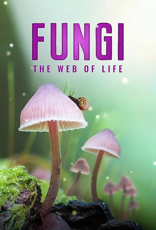 Fungos: Teia da Vida