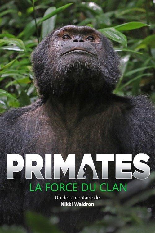 Primates, la force du clan