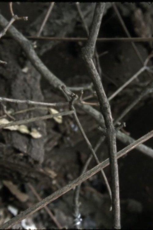 Phasmides