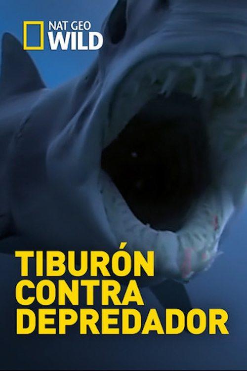 Predadores de Tubarões