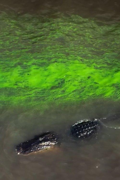 River of Grass