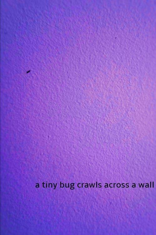 a tiny bug crawls across a wall