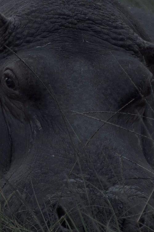 Hippos in Gravitas