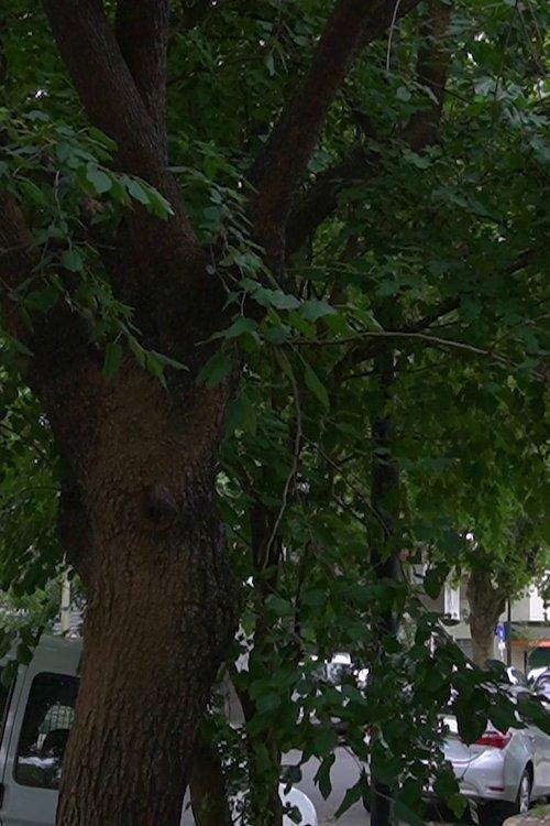 Los Pequeños Detalles De La Vida