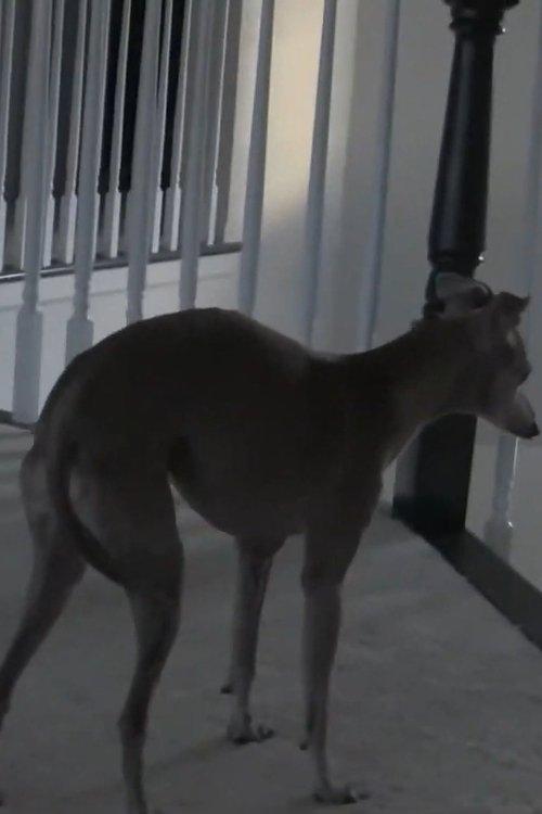 Buddy, Our Dog