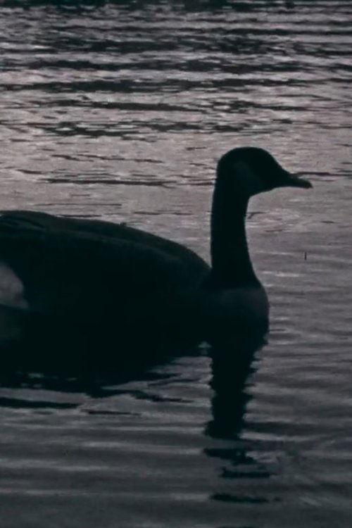 Fowl Play