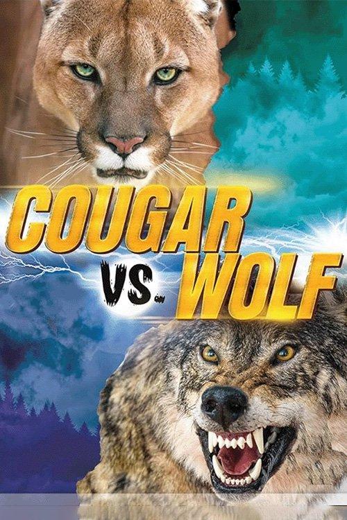Conflitos entre Puma e Lobos