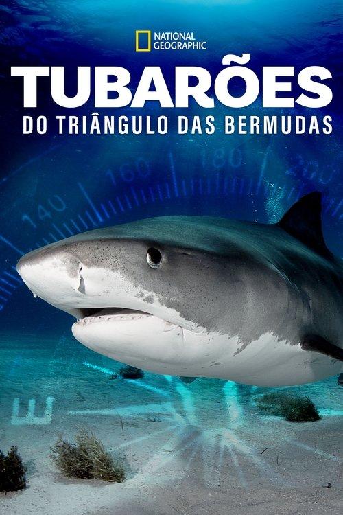 Tubarões do Triângulo das Bermudas