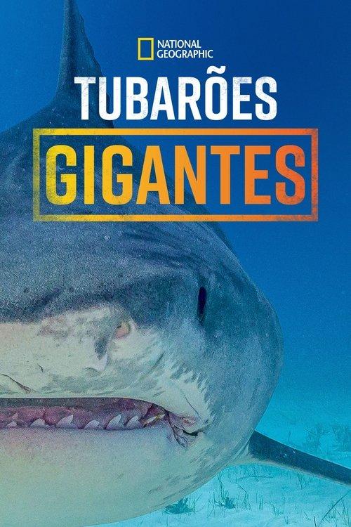 Supersized Sharks