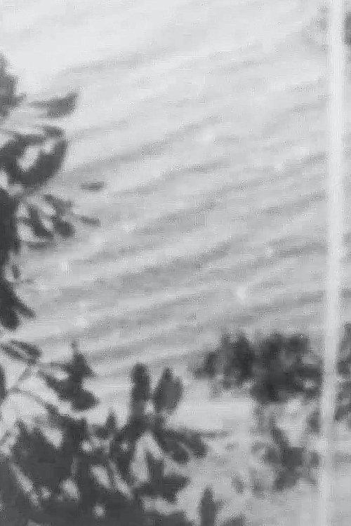 Point Chevalier Beach
