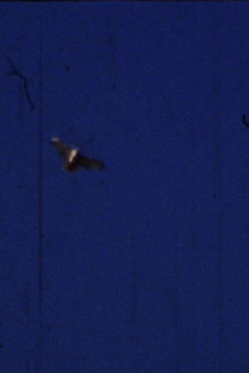 Flying Fish
