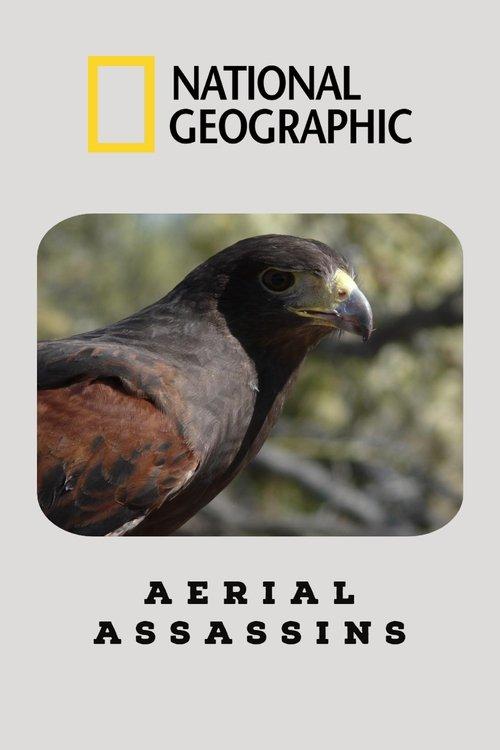 Aves de Rapina: Predadores do Ar