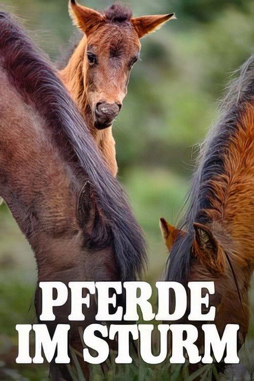 Pferde im Sturm - Das wilde Herz Sardiniens